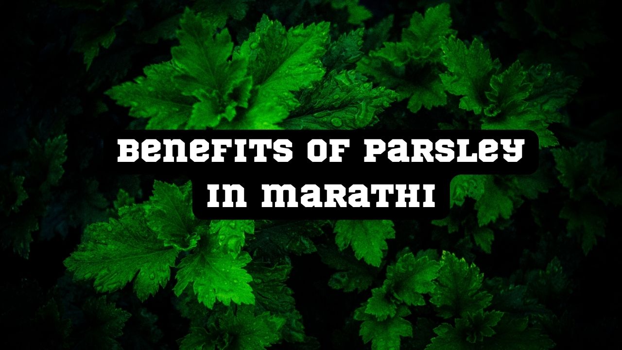 Benefits of Parsley in marathi