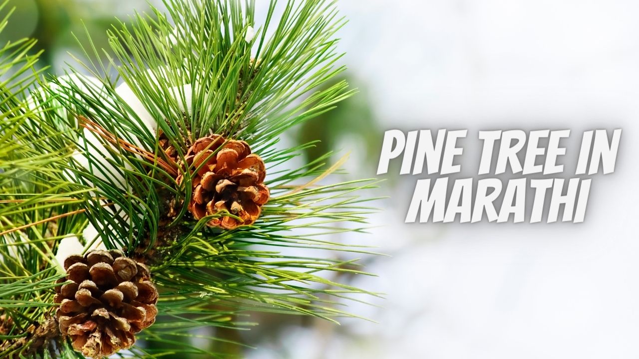 pine tree in marathi