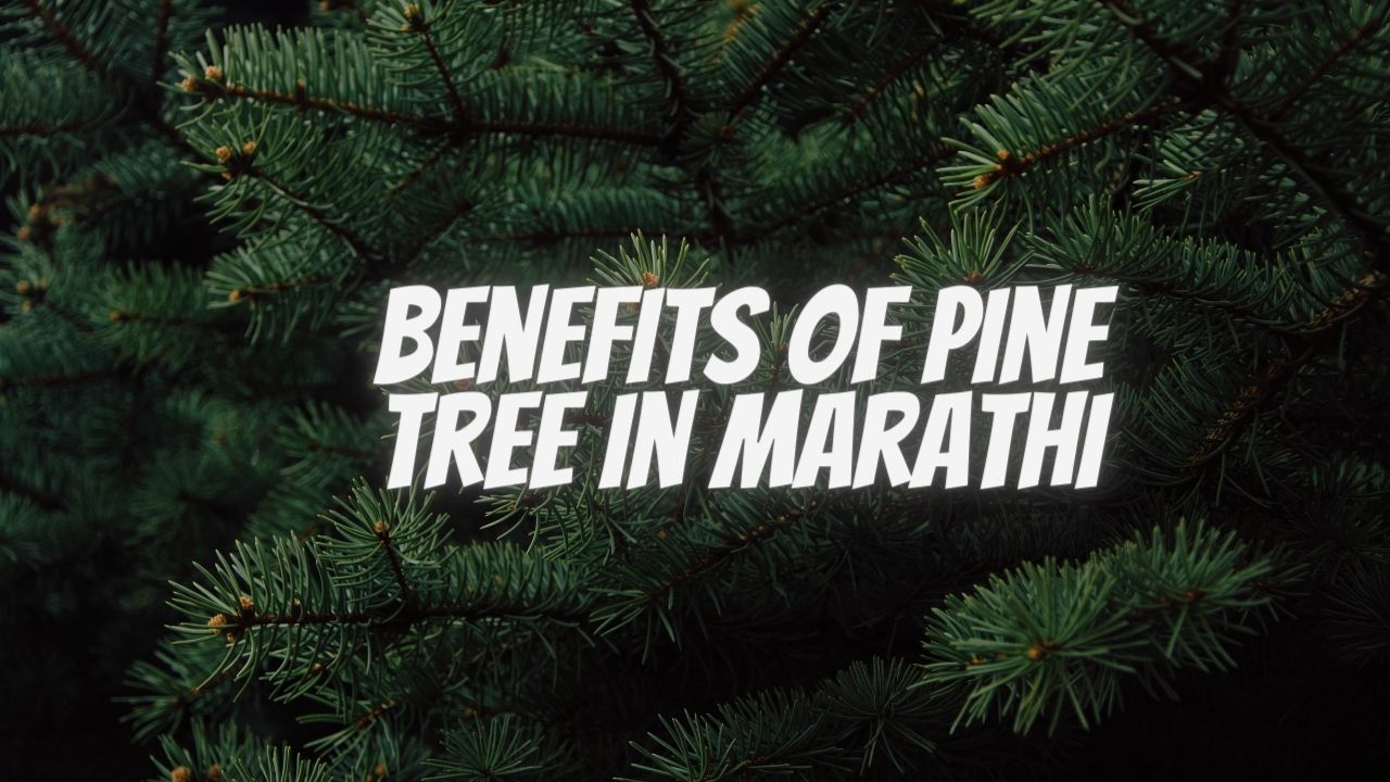 Benefits of Pine Tree In Marathi