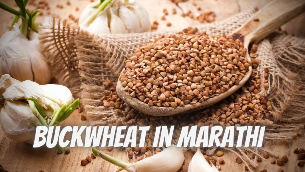 buckwheat in marathi