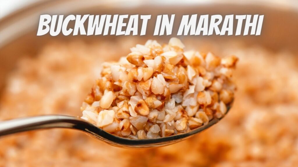 buckwheat-in-marathi-mayboli-in