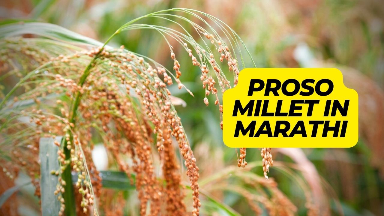 Proso Millet in Marathi प्रोसो मिलेट काय आहे व त्याचे फायदे