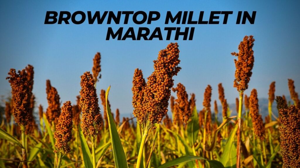 Browntop Millet in Marathi