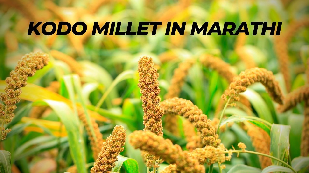 Kodo millet in Marathi कोडो मिलेट म्हणजे काय?