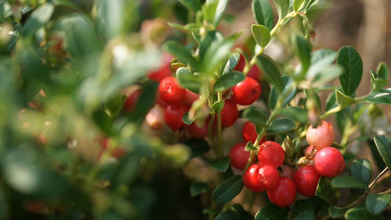 Benefits of Cranberry in Marathi