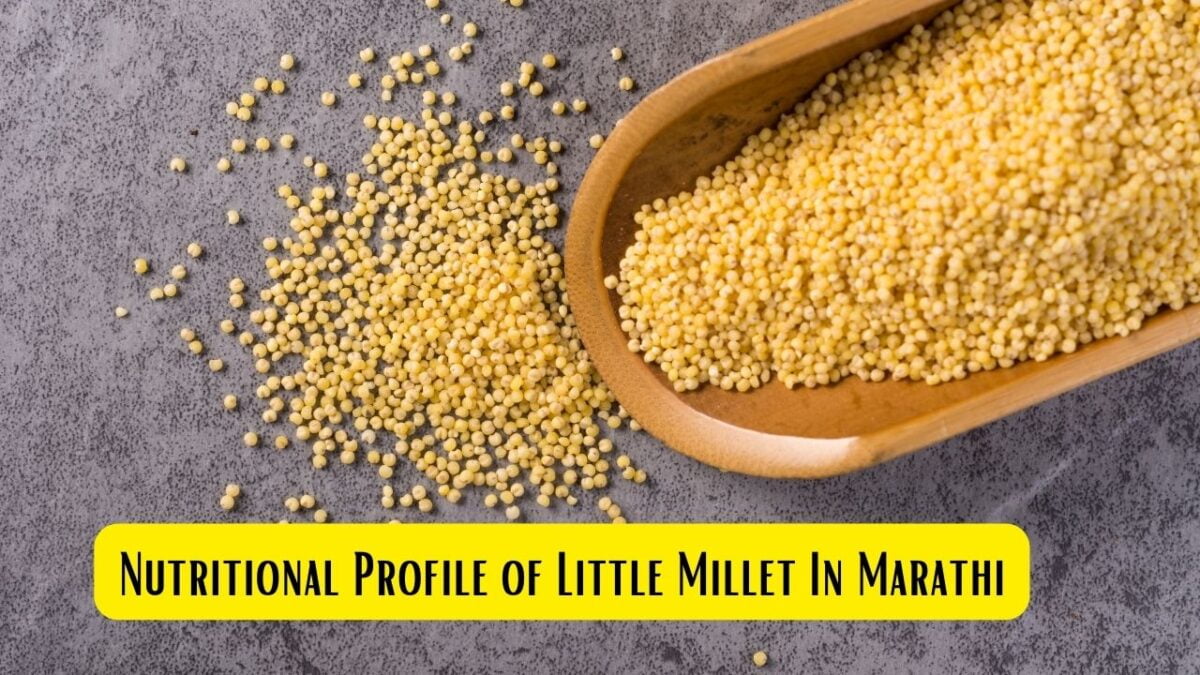 Little Millet in Marathi लिटल मिलेट म्हणजे काय? Mayboli.in