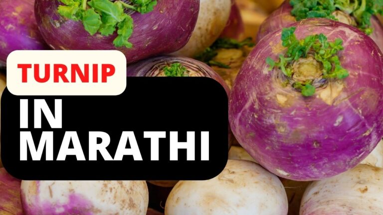 turnip in marathi