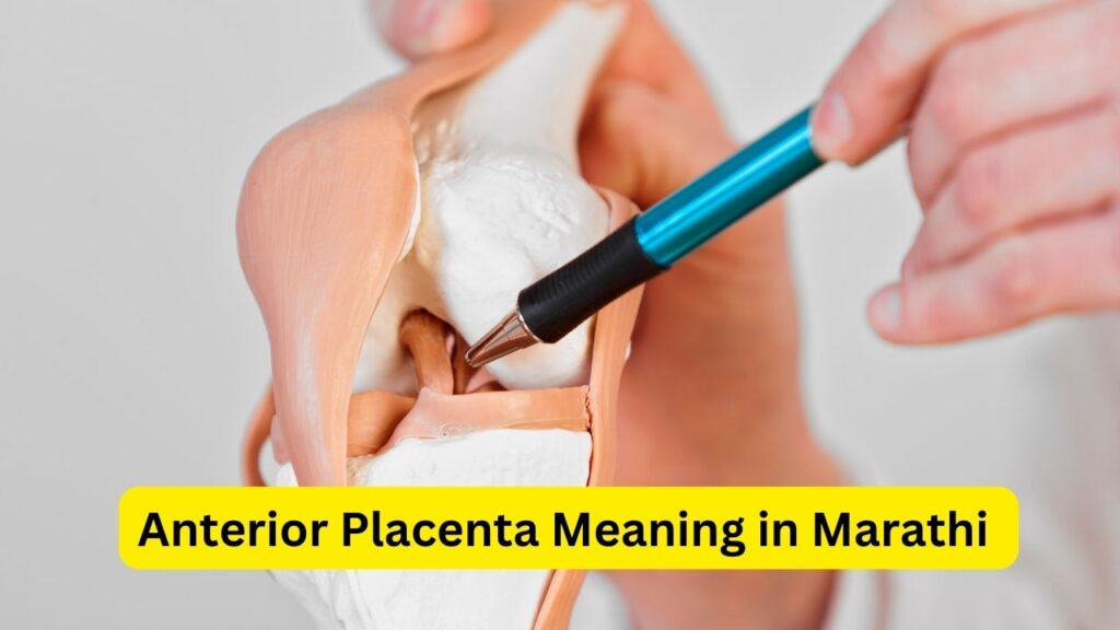 Anterior Placenta Meaning in Marathi