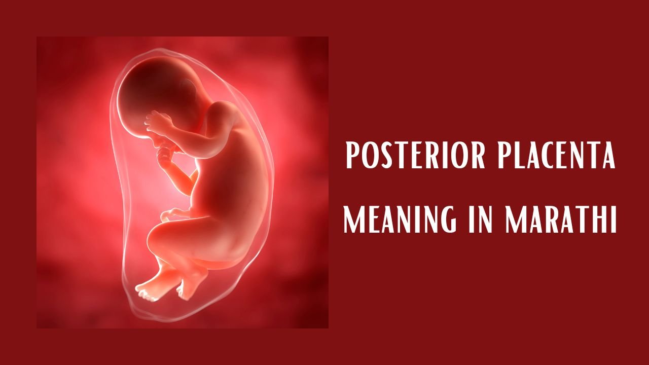 posterior-placenta-meaning-in-marathi