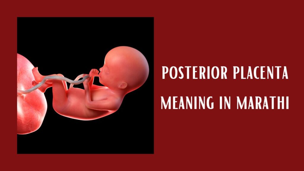 posterior placenta meaning in marathi