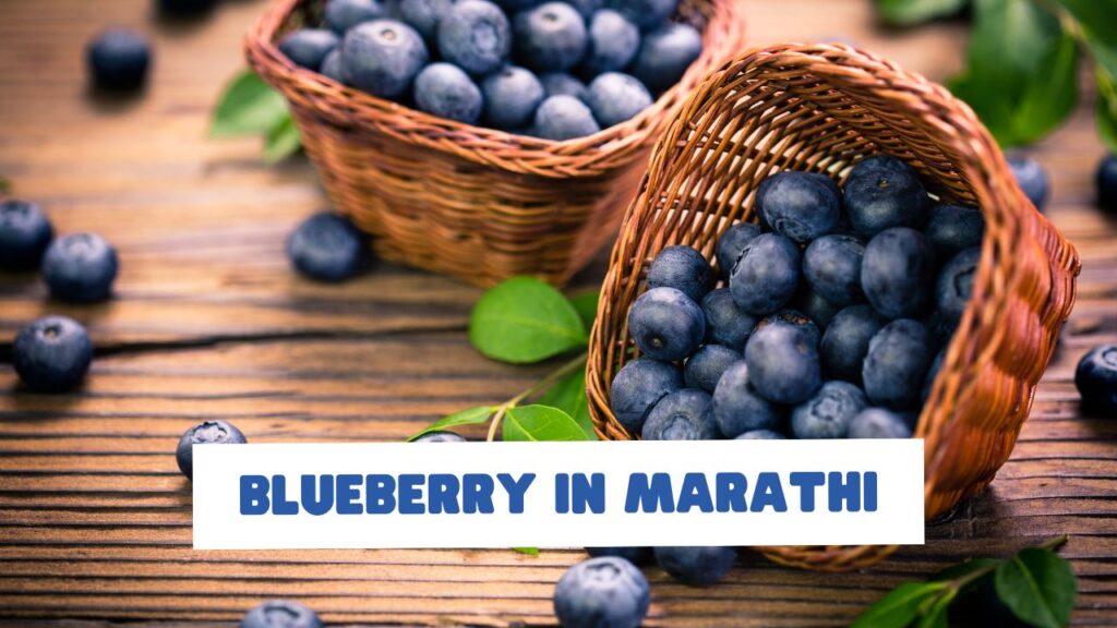 Blueberry in Marathi