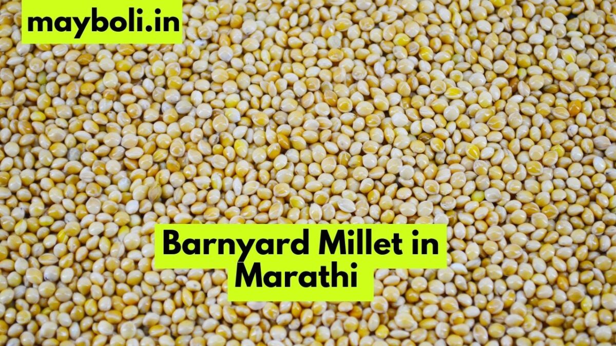 barnyard-millet-in-marathi-mayboli-in