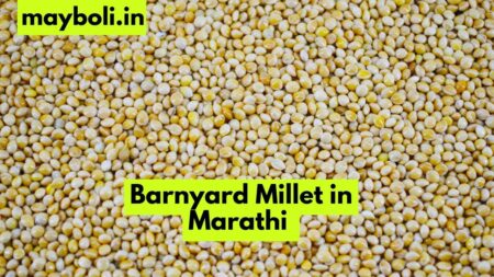 Barnyard Millet in Marathi