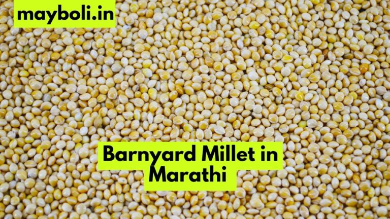 Barnyard Millet in Marathi