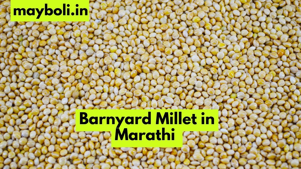 Barnyard Millet in Marathi - बार्नयार्ड मिलेट ला मराठीत काय म्हणतात