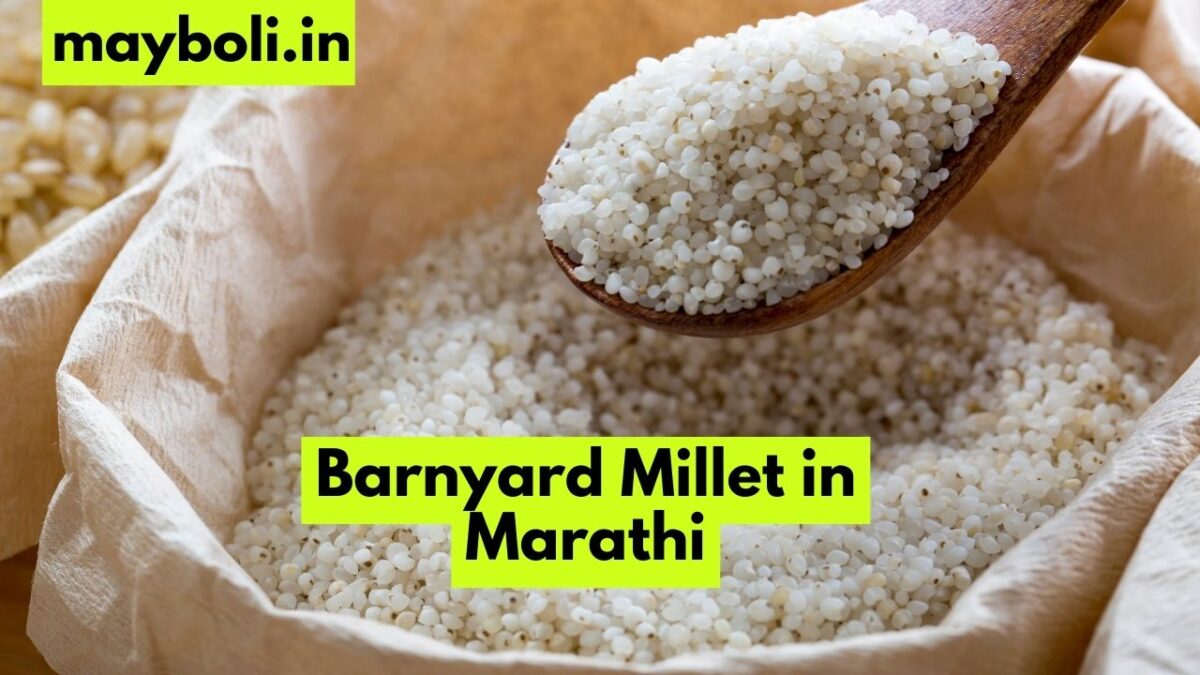 Barnyard Millet in Marathi बार्नयार्ड मिलेट ला मराठीत काय म्हणतात