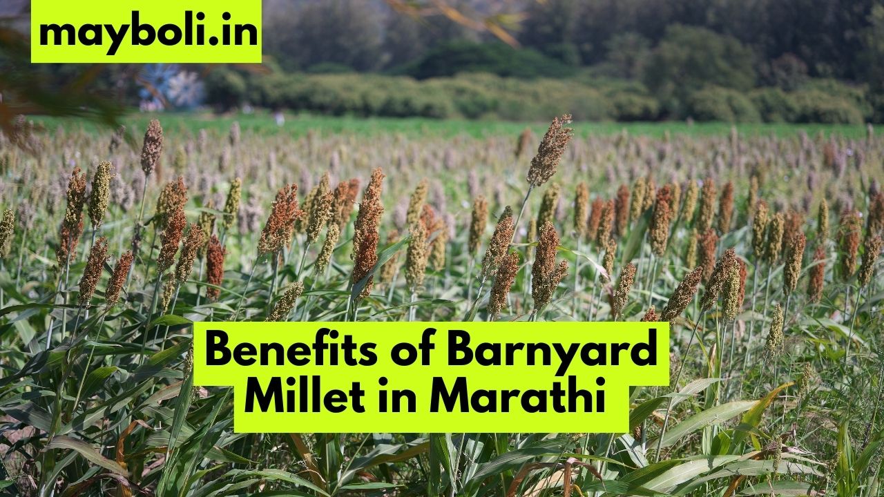 Benefits of Barnyard Millet in Marathi