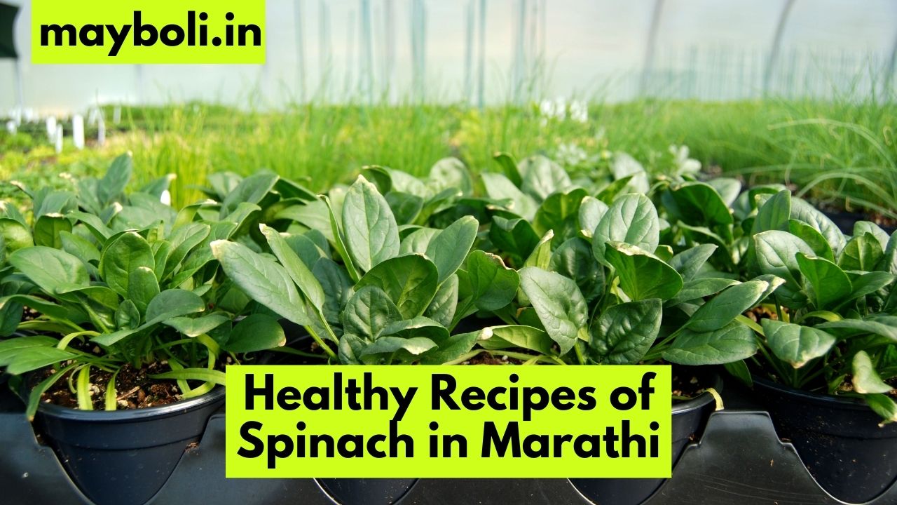 Healthy Recipes of Spinach in Marathi