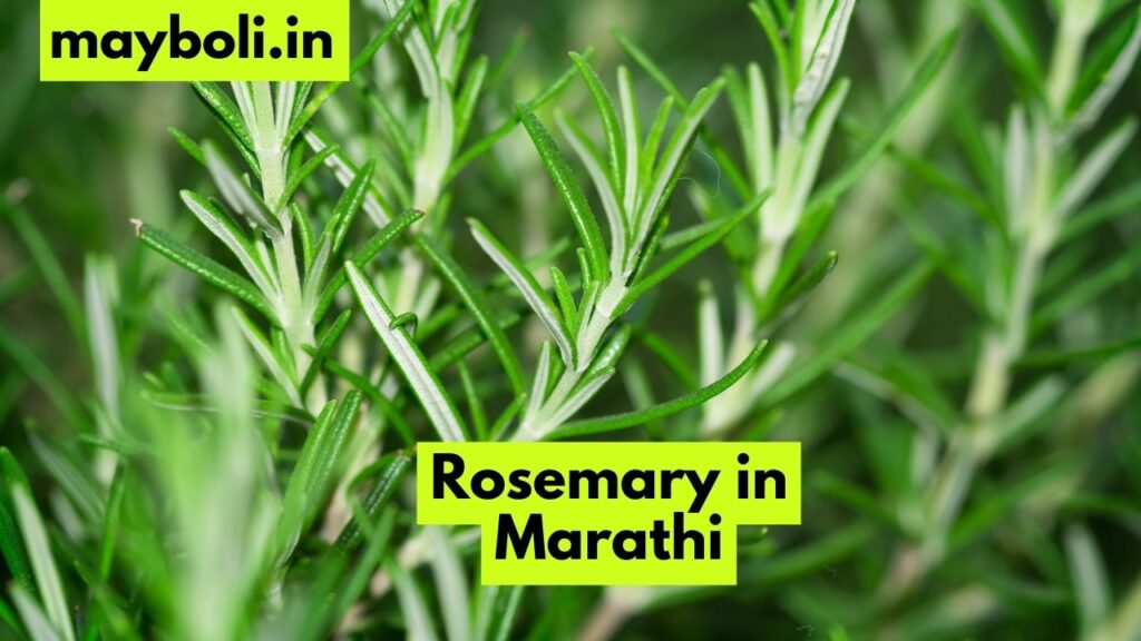Rosemary in Marathi