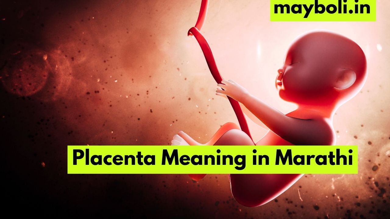 Placenta Meaning in Marathi