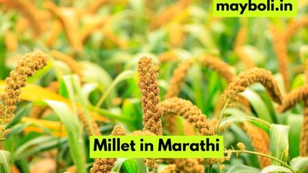Millet in Marathi