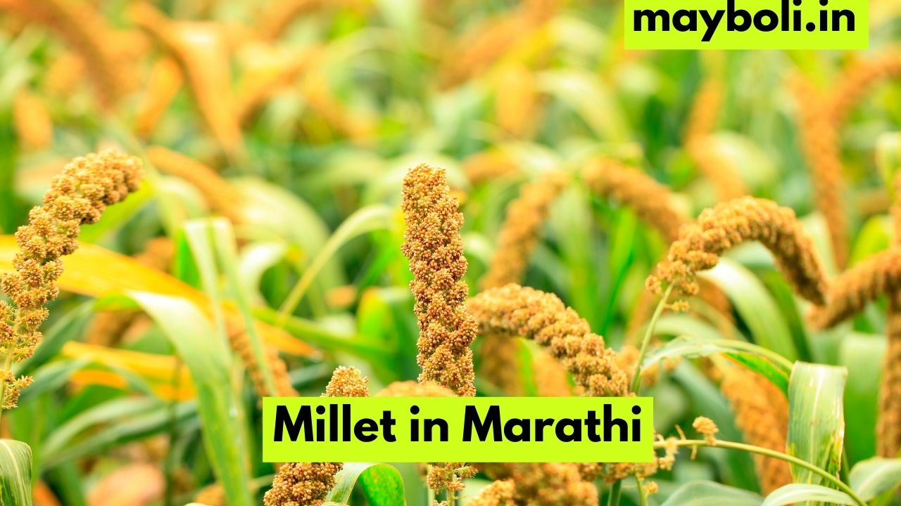 Millet in Marathi मिलेट म्हणजे काय? मराठीत माहिती Mayboli.in