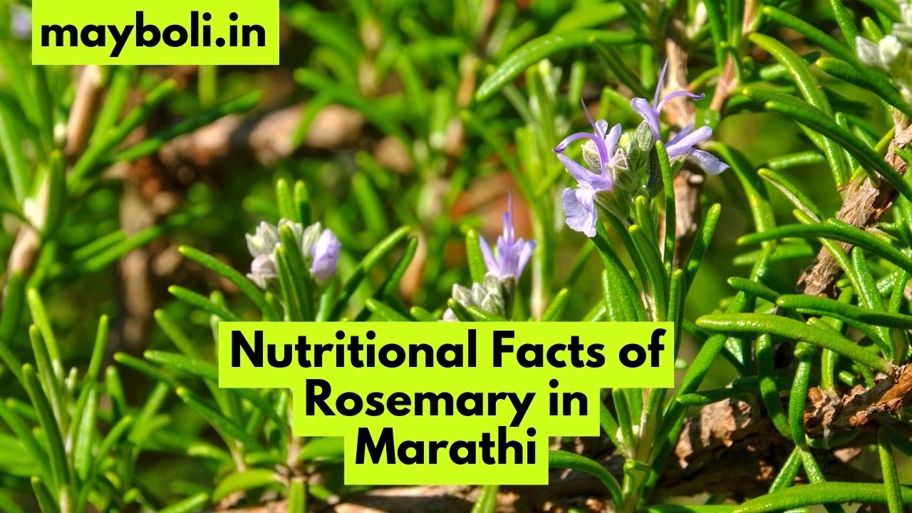 Nutritional Facts of Rosemary in Marathi