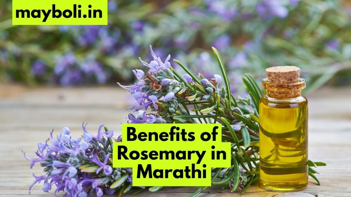 Rosemary in Marathi रोजमेरी म्हणजे काय? मराठीत उपयोग