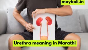 Urethra meaning in Marathi
