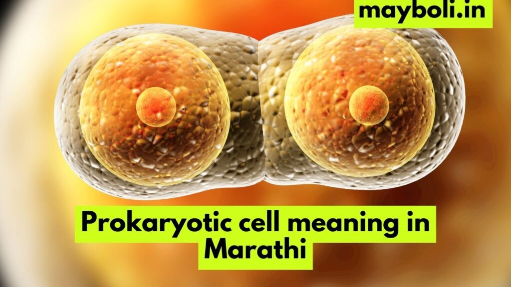 Prokaryotic cell meaning in Marathi