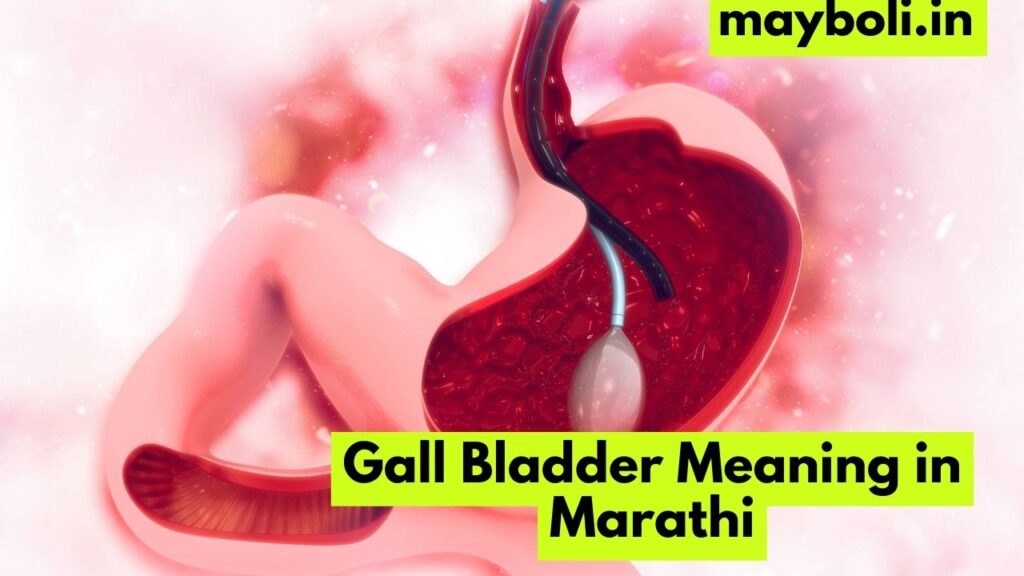 Gall Bladder Meaning in Marathi