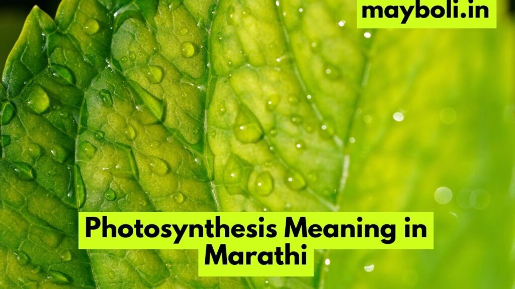 Photosynthesis Meaning in Marathi