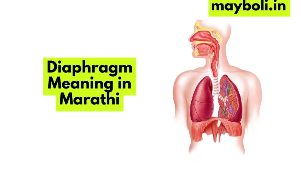 Diaphragm Meaning in Marathi
