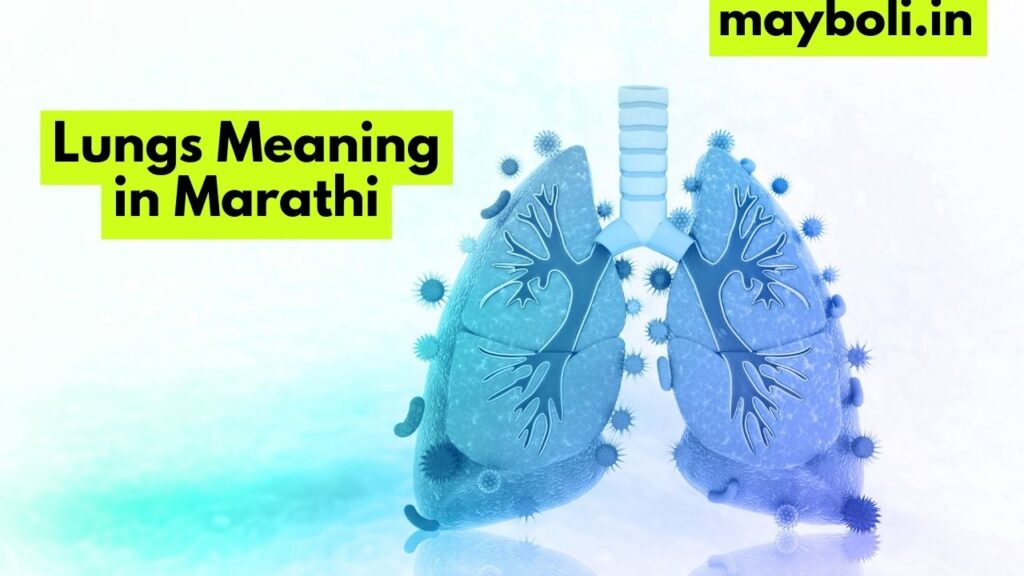 Lungs Meaning in Marathi