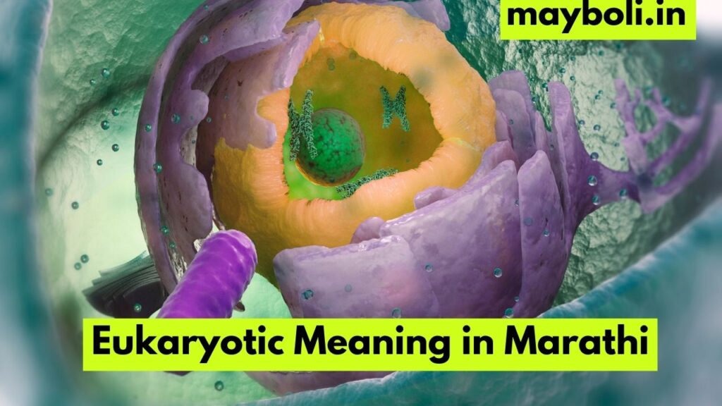 Eukaryotic Meaning in Marathi
