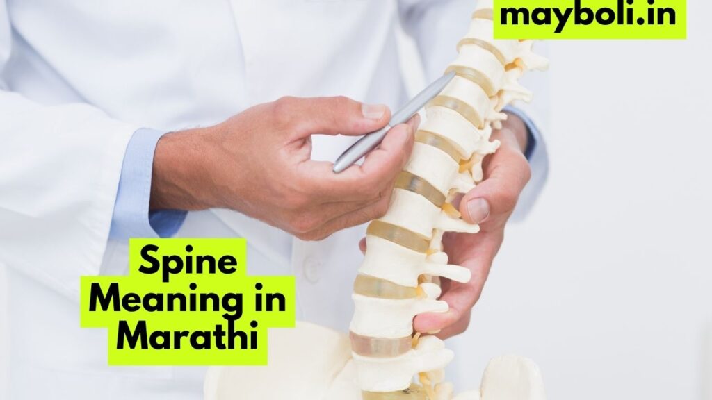 Spine Meaning in Marathi