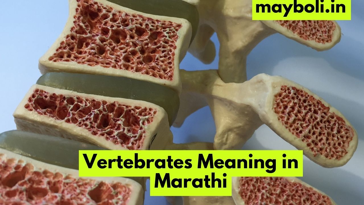 Vertebrates Meaning in Marathi - व्हर्टेब्रेट्सचा मराठीत अर्थ व व्याख्या