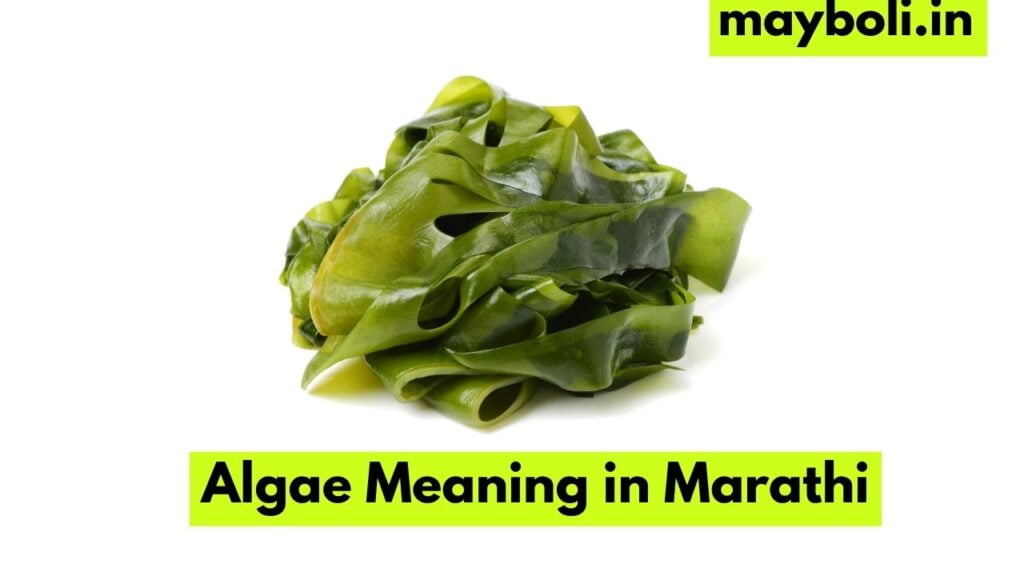 Algae Meaning in Marathi