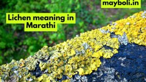 Lichen meaning in Marathi