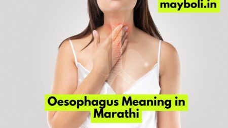 Oesophagus Meaning in Marathi
