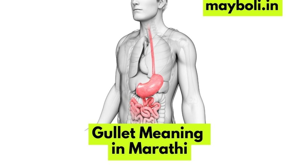 Gullet meaning in Marathi