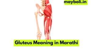 Gluteus meaning in marathi