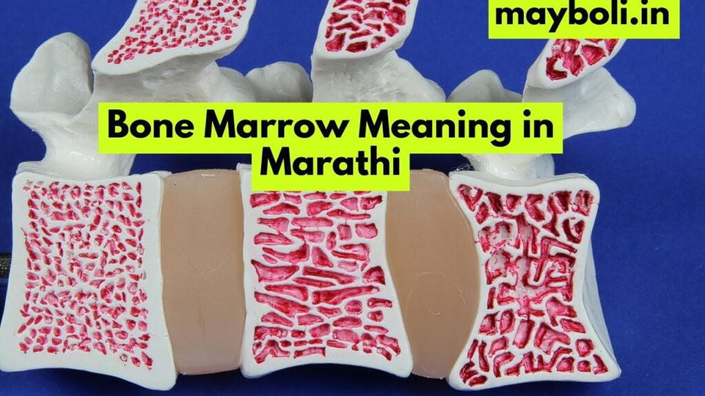 Bone Marrow Meaning in Marathi