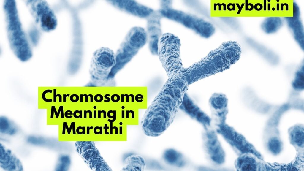 Chromosome Meaning in Marathi