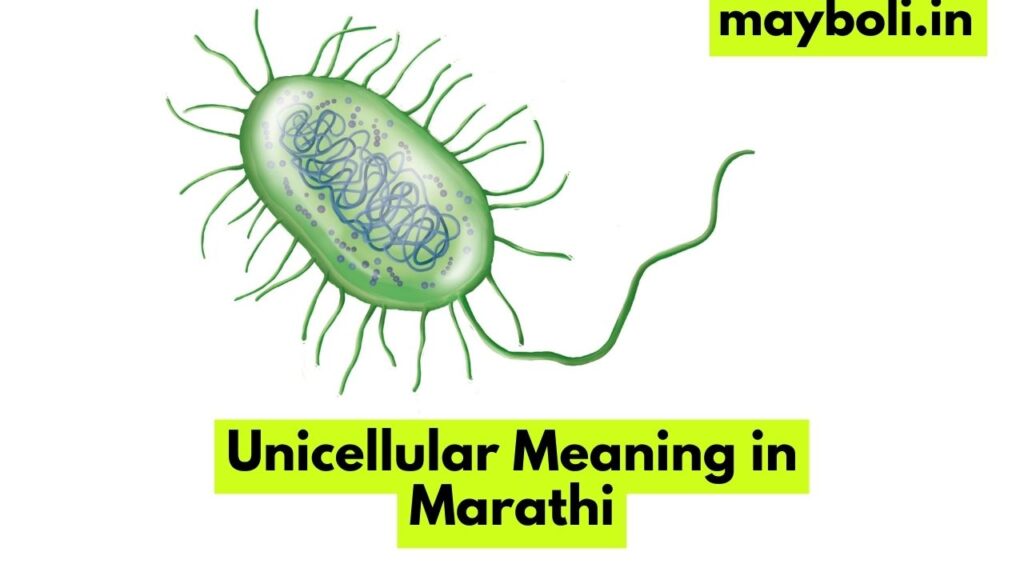 Unicellular Meaning in Marathi