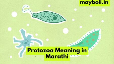 Protozoa Meaning in Marathi