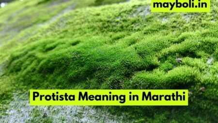 Protista Meaning in Marathi