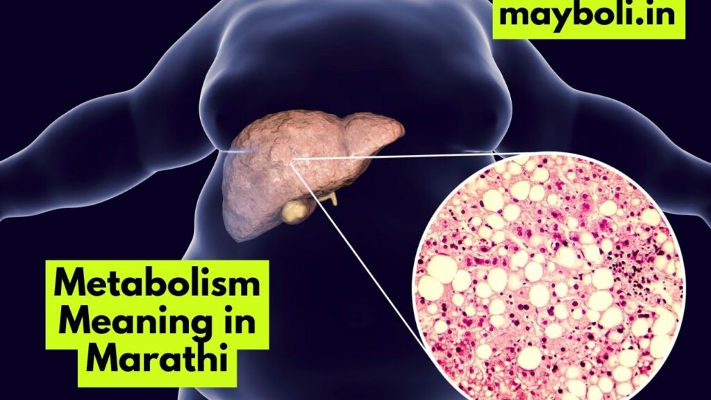 Metabolism Meaning in Marathi