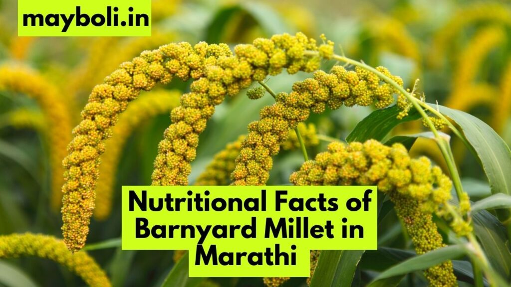Barnyard Millet in Marathi बार्नयार्ड मिलेट ला मराठीत काय म्हणतात