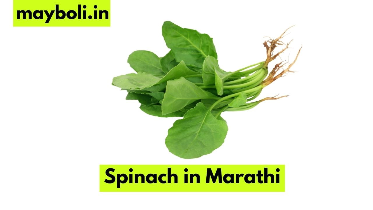 Spinach in Marathi